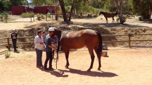 15-Gallery-Equus-Bonding